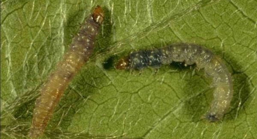 Metody řešení červotoče na hroznech chemickými a lidovými prostředky